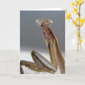 Carte L'Insecte de Mantis (Fleur jaune)