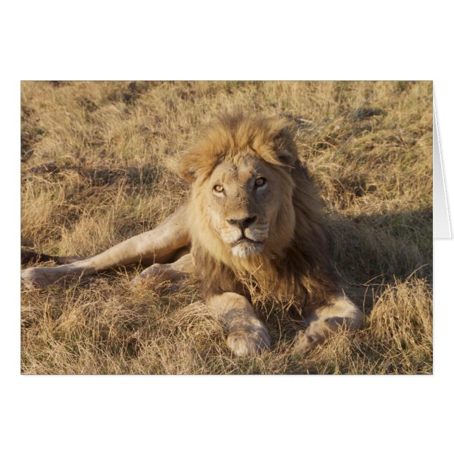 Carte Lion (Devant horizontal)