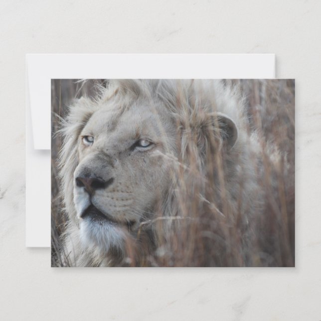 Carte Lion blanc sud-africain proche (Devant)
