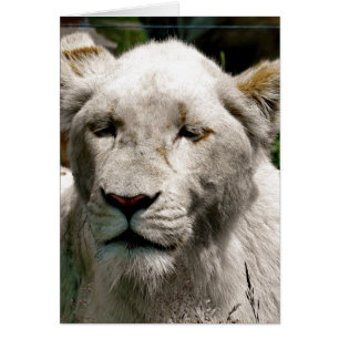 Carte LION BLANCHE