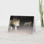 Carte Lion & Cub (Devant)