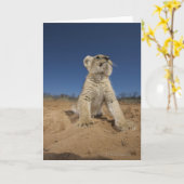 Carte Lion Cub (Panthera Leo) assis sur le sable, Namibi (Fleur jaune)