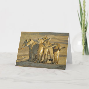 Carte Lion Cubs