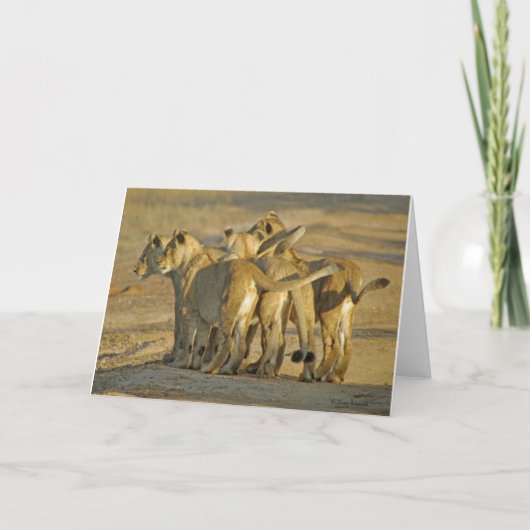 Carte Lion Cubs (Devant)