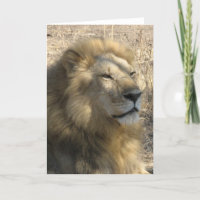 Lion masculin