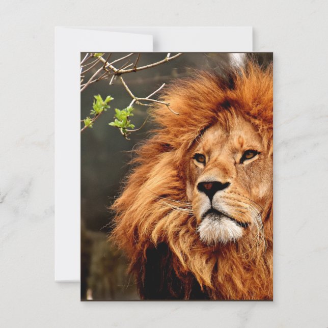 Carte Lion, Roi de la Jungle (Devant)