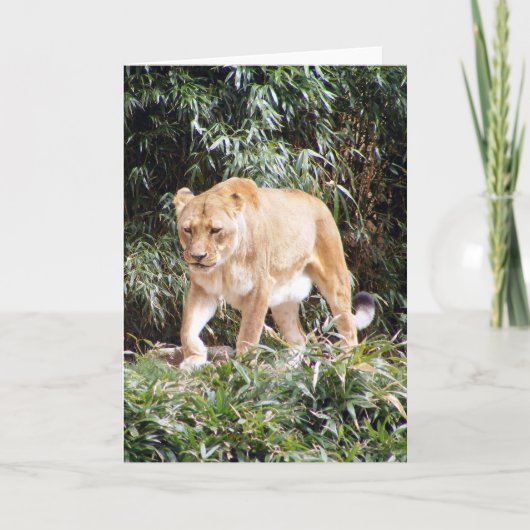Carte Lionne au printemps (Devant)