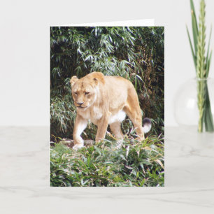 Carte Lionne au printemps