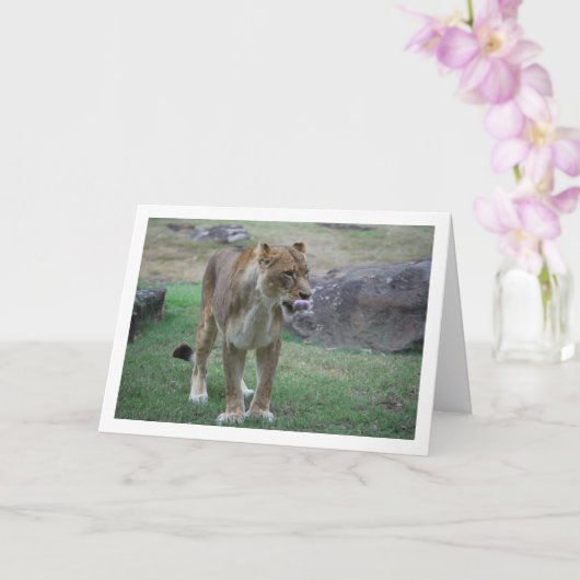 Carte Lionne se léchant les lèvres (Orchidée)