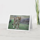 Carte Lionne se léchant les lèvres (Devant)