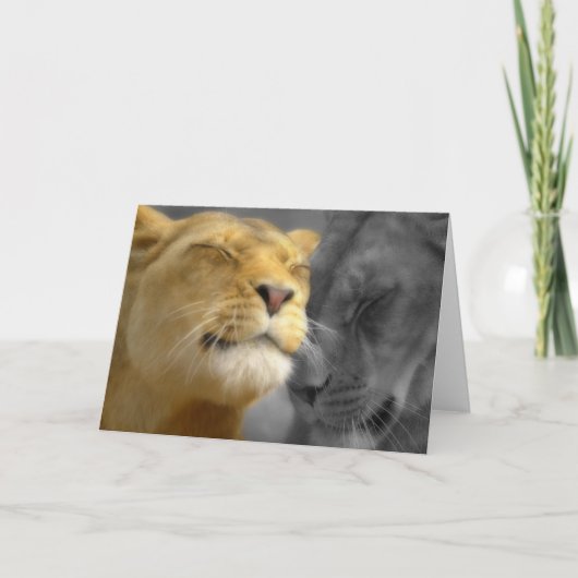 Carte Lions amoureux (Devant)