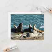 Carte Lions de la mer de San Diego (Devant/Arrière en situation)