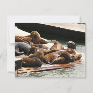 Carte Lions de mer au soleil à San Francisco