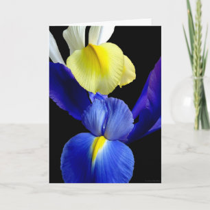 Carte L'iris bleu et jaune fleurit 4b