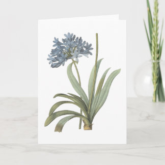 Carte lis africain bleu (Agapanthus) par Redouté
