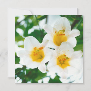 Carte Lis blancs rustiques - Lilium candidum