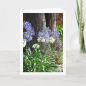 Carte Lis du Nil, Lis d'Afrique (Devant)