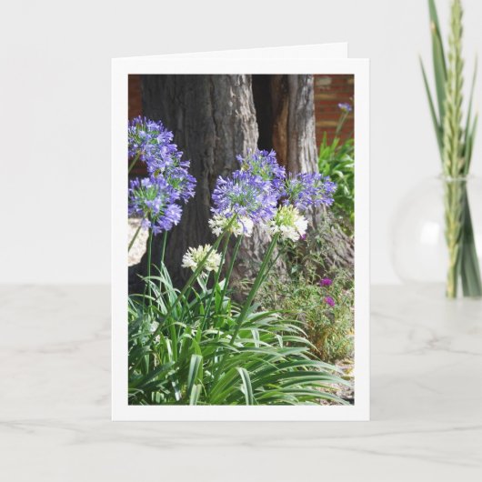 Carte Lis du Nil, Lis d'Afrique (Devant)