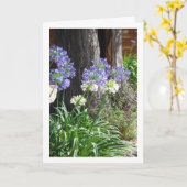 Carte Lis du Nil, Lis d'Afrique (Fleur jaune)