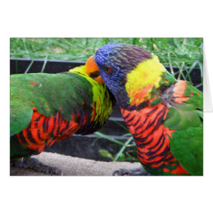 Carte lissante de Lorikeets d'arc-en-ciel