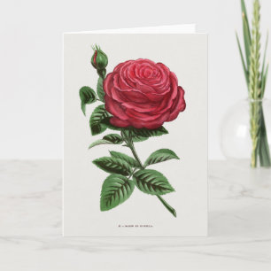 Carte Lithographie de rose antique, François-Frédéric Gr