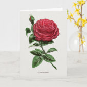 Carte Lithographie de rose antique, François-Frédéric Gr (Fleur jaune)