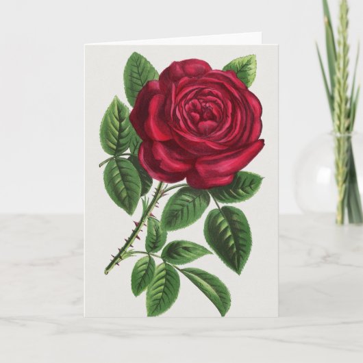 Carte Lithographie de rose antique, François-Frédéric Gr (Devant)