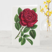 Carte Lithographie de rose antique, François-Frédéric Gr (Fleur jaune)
