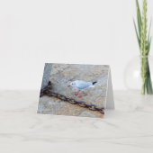 Carte Little Gull Big Chain St Ives Cornwall Angleterre (Devant)