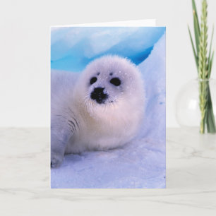 Carte Little Harp Seal Pup Covered in Snowflakes