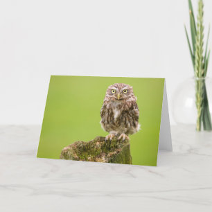 Carte Little Owl Card par cARTerART