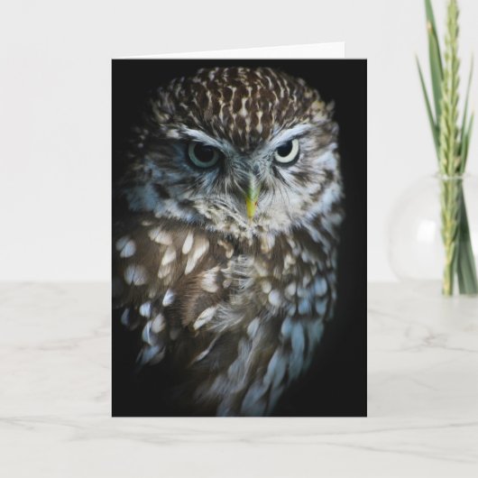 Carte Little Owl Greetings Card (Devant)