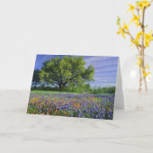 Carte Live Oak & Texas Paintbrush et Texas (Fleur jaune)
