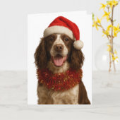 Carte Liver and white Springer Spaniel Christmas card (Fleur jaune)