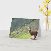 Carte llama péruvien (Fleur jaune)