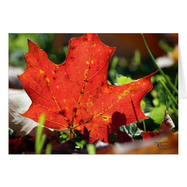 Carte Lonely Rouge (5.0) (Devant horizontal)