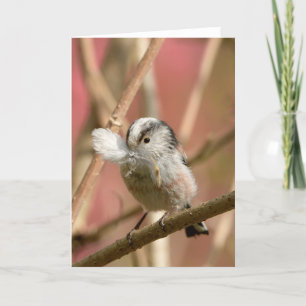 Carte Long Tailed Tit with feather