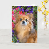 Carte Longhair Chihuahua Fleurs florales (Fleur jaune)