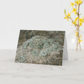 Carte Lophora williamsii - Peyote (Fleur jaune)