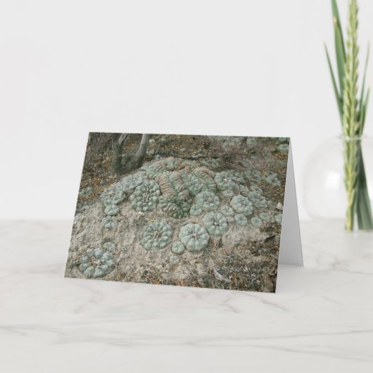 Carte Lophora williamsii - Peyote (Devant)