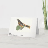 Carte L'Oriole d'Or ou de Baltimore (Icterus galbula) (Dos)