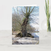 Carte Lost Places, vieux Arbre sur la rive de la rivière (Devant)