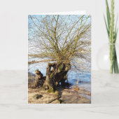 Carte Lost Places, vieux Arbre sur la rive de la rivière (Devant)