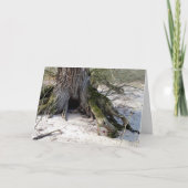 Carte Lost Places, vieux Arbre sur la rive de la rivière (Devant)