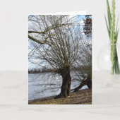 Carte Lost Places, vieux Arbre sur la rive de la rivière (Devant)