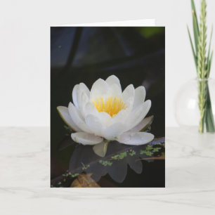 Carte Lotus #2360