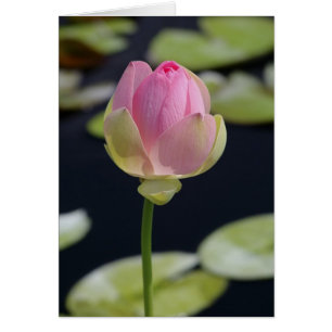 Carte Lotus rose