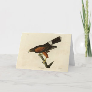 Carte Louisiane (Harris's) Hawk Audubon Birds of America