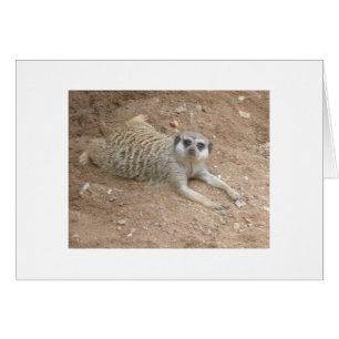 Carte Lounging de Meerkat