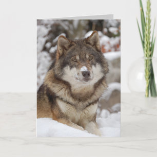 Carte Loup d'hiver